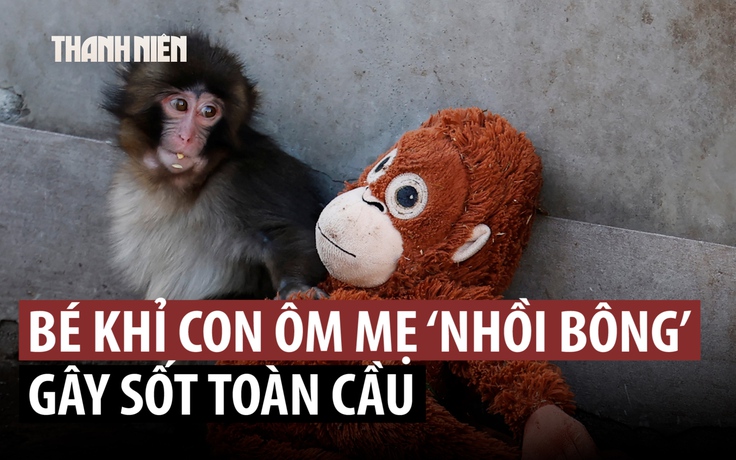 Bé khỉ ôm 'mẹ' thú bông: Câu chuyện cảm động sẽ có hậu?