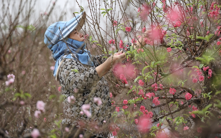 Đào, quất 'xuống phố', Hà Nội rộn rã sắc xuân