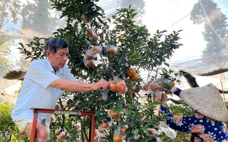 Quýt hồng kiểng Lai Vung rực rỡ chờ khách mua