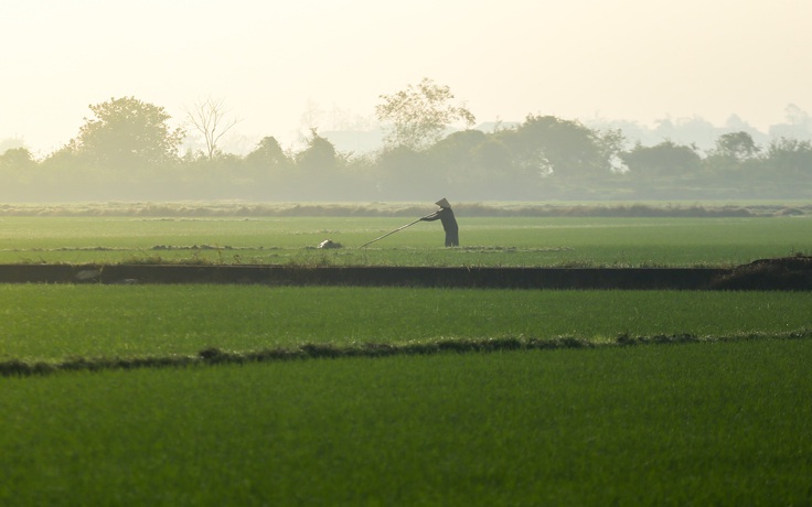 Nhìn từ trên cao: Cánh đồng Huế hồi sinh xanh mướt sau 4 trận lũ lịch sử