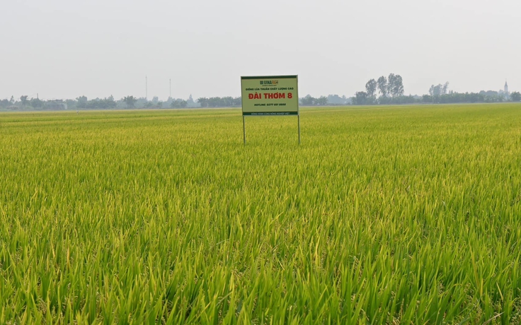 Gạo Đài Thơm 8 được đề xuất làm chuẩn tham chiếu thuế nhập khẩu tại Philippines