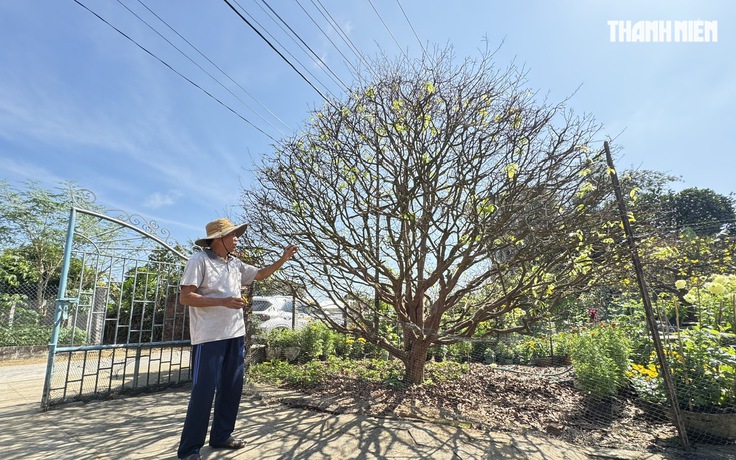 Cây mai vàng hơn 70 năm tuổi được 'hét giá' 3,5 tỉ đồng: Chủ khẳng định độc nhất vô nhị