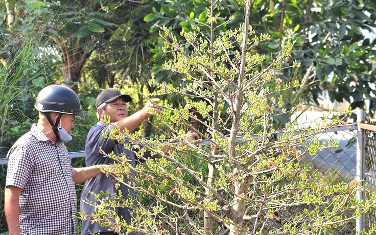Độc đáo đường hoa mai vàng Bình Lợi rực rỡ chào xuân Bính Ngọ 2026