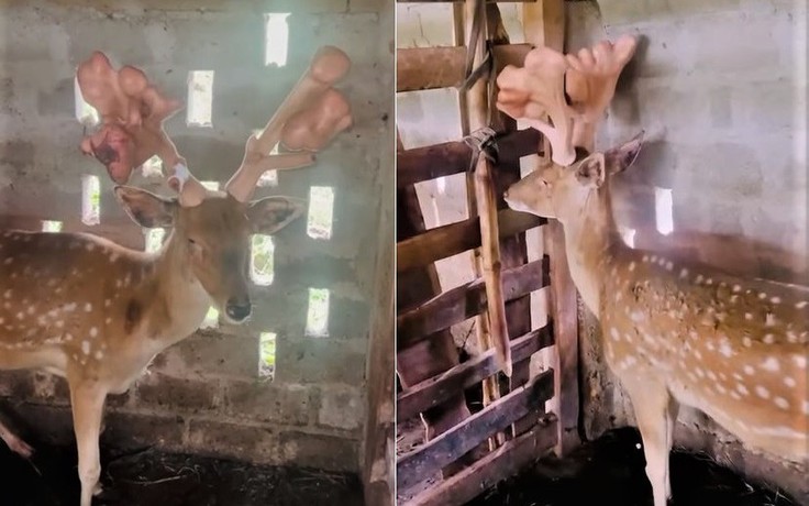 Ngỡ ngàng con hươu cho cặp nhung 'khủng' nặng 5 kg
