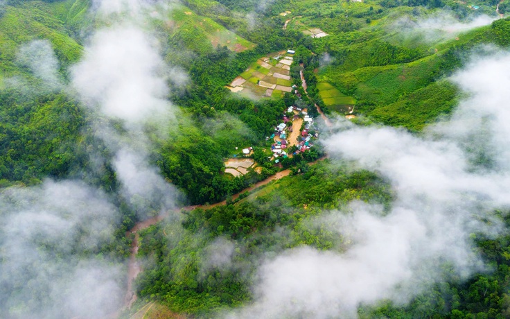 Aur bừng sáng giữa đại ngàn