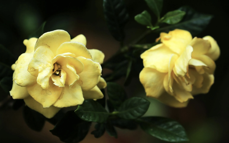 Hoa dành dành được nhiều người tìm mua từ trào lưu mạng: Lưu ý khi trồng