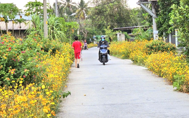Con đường hoa sao nhái dài 1 km ở TP.HCM rực rỡ như tranh