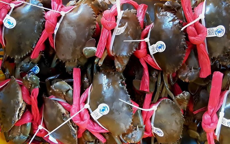 Khi cua Năm Căn có 'lý lịch': Gắn mã QR để giữ lại giá trị thật