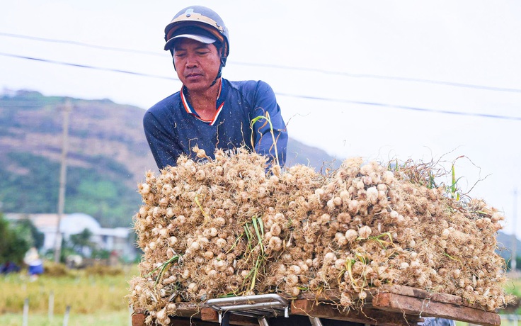 Được mùa tỏi Lý Sơn - Quảng Ngãi nhưng nông dân 'thua giá'