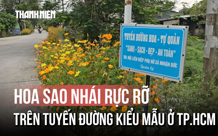 Hoa sao nhái rực rỡ trên tuyến đường kiểu mẫu ở TP.HCM