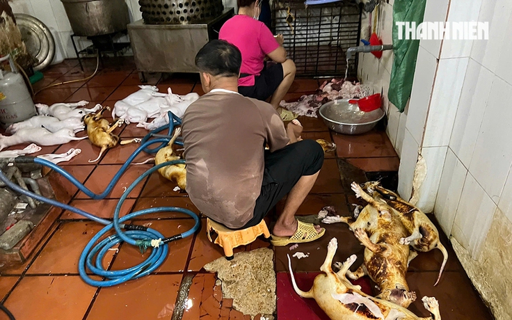 Rùng mình lò giết mổ lậu chó, mèo