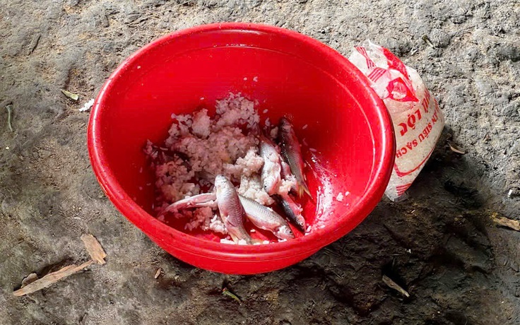 Nguy cơ Botulinum từ cá ủ chua ở Đà Nẵng, cơ quan chức năng siết kiểm soát