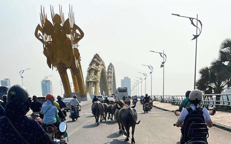 Bất ngờ đàn trâu băng qua cầu Rồng, 'dạo phố' giữa trung tâm Đà Nẵng
