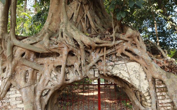 Đi ngang tưởng cổng đình bị 'nuốt chửng', hóa ra cây đa trăm tuổi ở TP.HCM