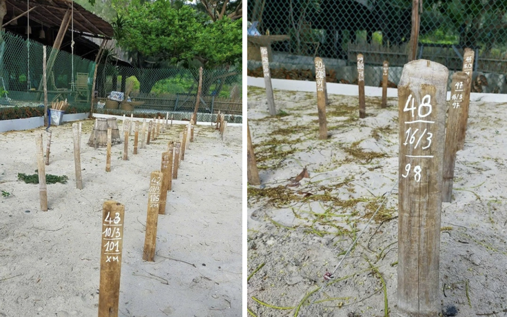 Rùa mẹ quay về Côn Đảo đẻ trứng, dù chưa vào mùa cao điểm