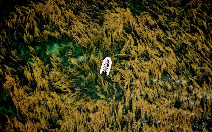 Bức ảnh bãi rong ở Côn Đảo giúp nhiếp ảnh gia Việt thắng giải quốc tế