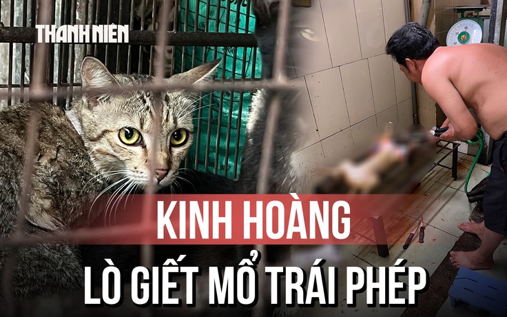Kinh hoàng bên trong lò giết mổ chó mèo trái phép