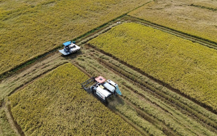 Giá lúa ở Đồng Tháp giảm mạnh