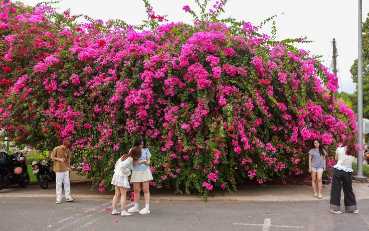 Bức tường hoa giấy nở rộ trước ĐH Nông Lâm TP.HCM: Cứ đứng vào là có ảnh đẹp