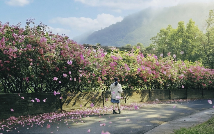 Hoa giấy nở rộ ở TP.HCM: 3 con đường lên hình cực đẹp