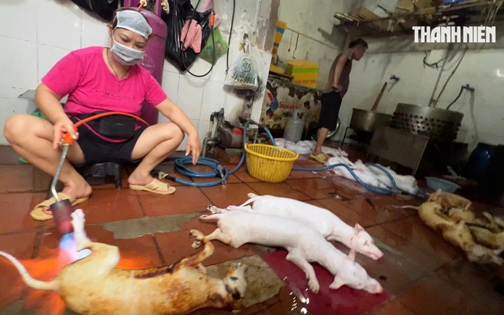 Nghệ sĩ bày tỏ quan điểm về nạn giết mổ lậu chó, mèo