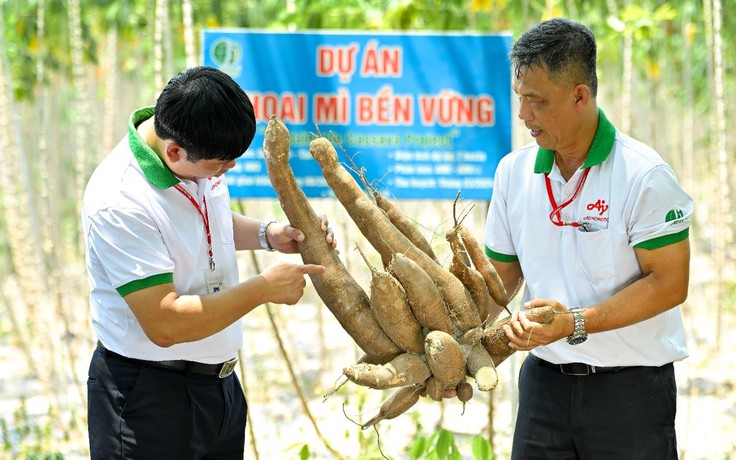 Nhật Bản hỗ trợ mô hình trồng khoai mì xanh tại Việt Nam do Ajinomoto dẫn dắt