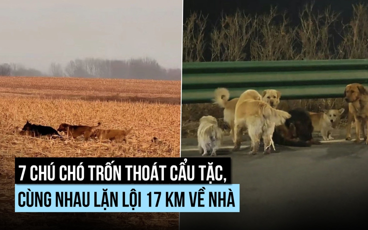 Khó tin: 7 con chó trốn thoát cẩu tặc, cùng nhau vượt 17 km về nhà