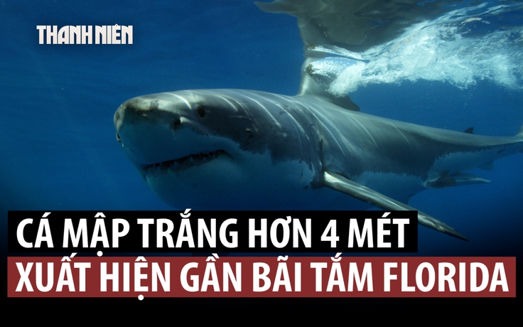 Cá mập trắng dài hơn 4 m đến gần bãi biển đông đúc ở Mỹ