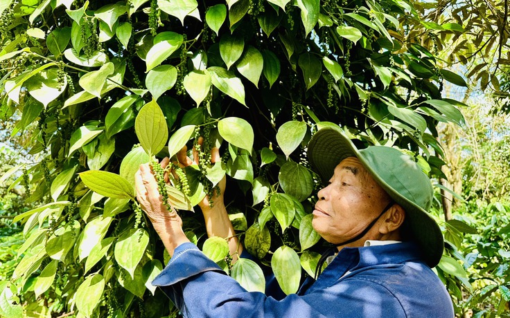 Giá tiêu giảm sâu, có kéo dài?