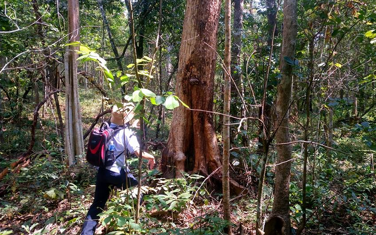 Vì sao rừng tự nhiên tại Lâm Đồng giảm hơn 17.700 ha?