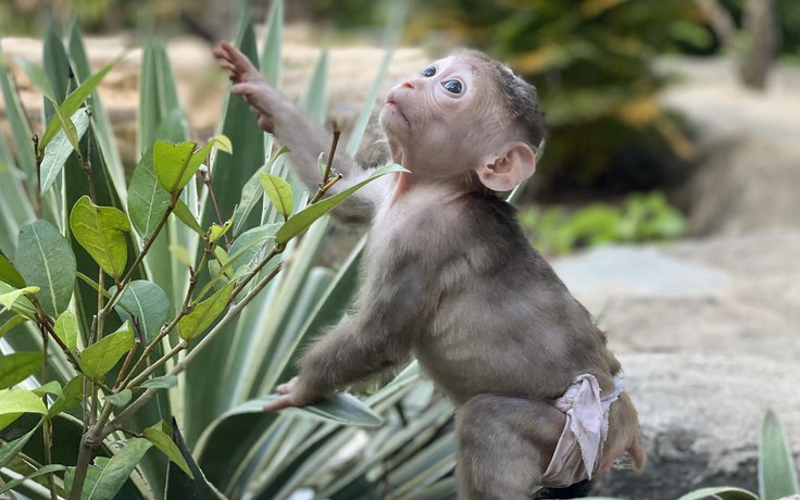 Chú khỉ bị vứt trong thùng rác, hồi sinh rồi mất tích: Nhiều người chờ tin Bin