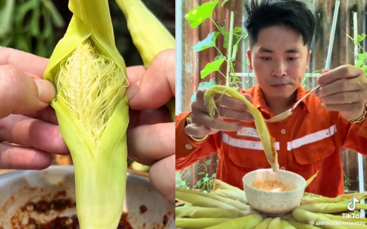 Bắp bao tử là gì mà ăn cả vỏ, râu vẫn được khen ngon?