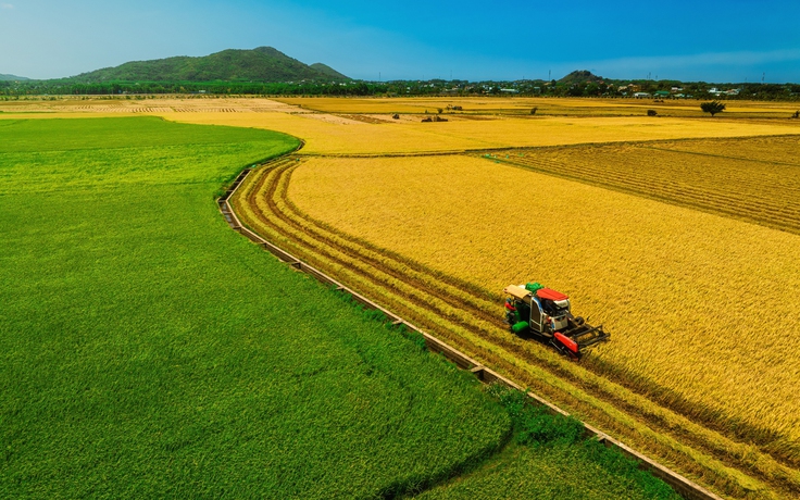 Cánh đồng lúa hai màu xanh - vàng ở TP.HCM vào mùa đẹp nhất, như bức tranh đồng quê