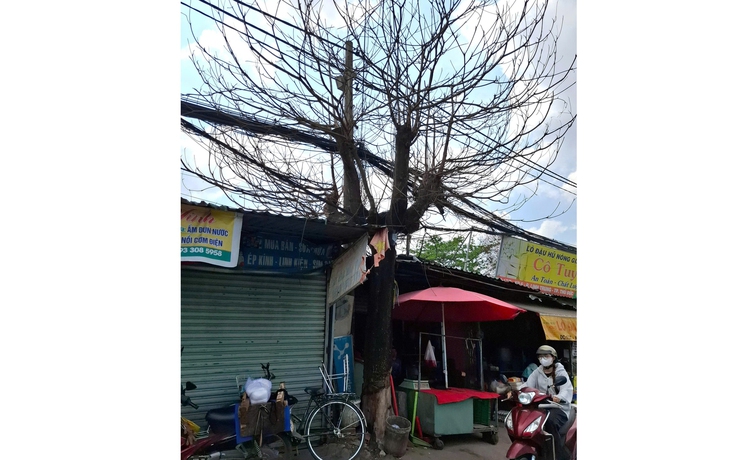 Những cây xanh chết khô trên phố