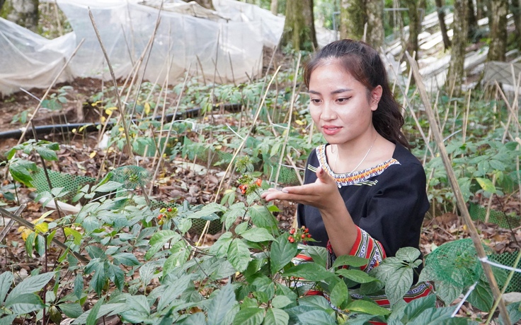 'Kho báu' 4.000 loài cây dược liệu Việt trước cơ hội bứt phá toàn cầu