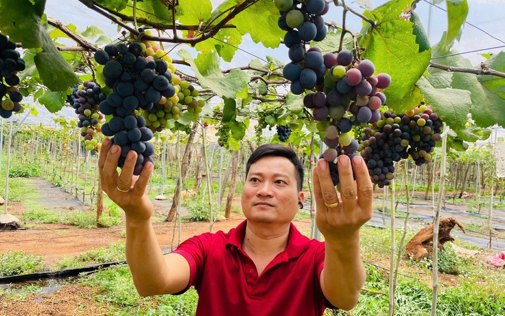 Thạc sĩ bỏ việc ổn định, trồng nho trên đất bazan: Thu hơn 1 tỉ/năm