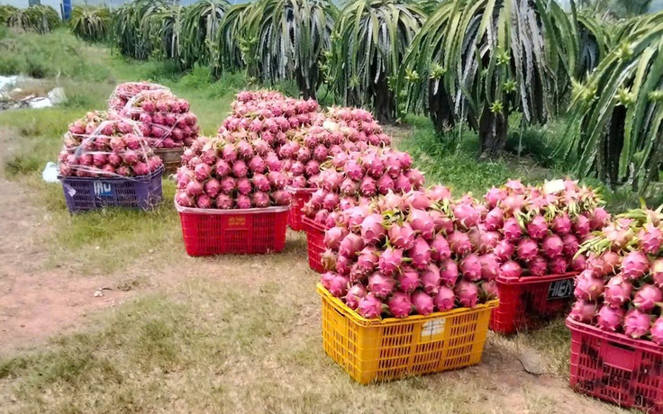 'Siết' dư lượng thuốc bảo vệ thực vật với thanh long, sầu riêng, chanh leo...