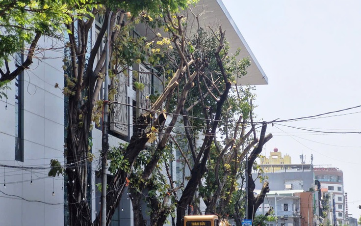 Cây xanh bị cắt trụi giữa nắng nóng ở Đà Nẵng: Chủ đầu tư lên tiếng