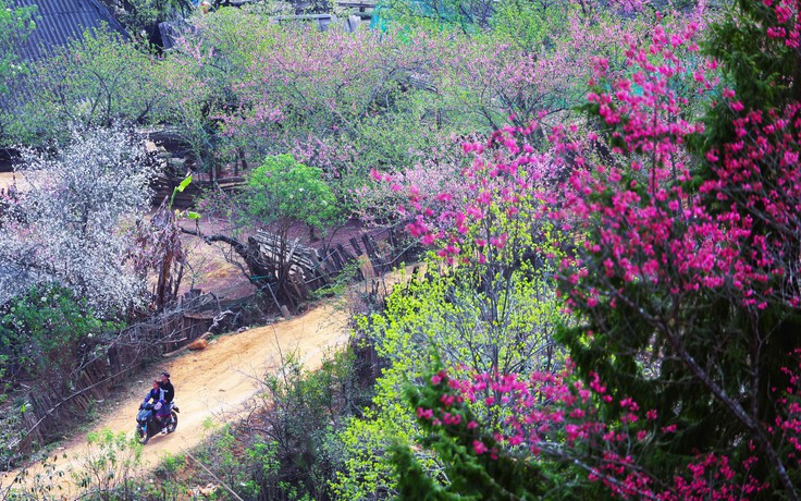 Xứ sở hoa đào Lùng Cúng ở Lào Cai mong mỏi một con đường