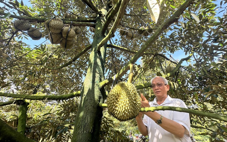 Sầu riêng đẩy kim ngạch rau quả xuất khẩu tăng mạnh