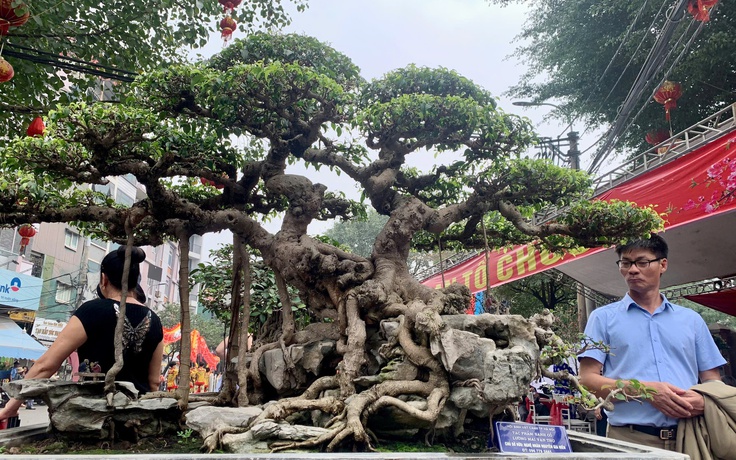 Thú chơi cây cảnh 'hái' ra tiền tỉ ở làng Triều Khúc