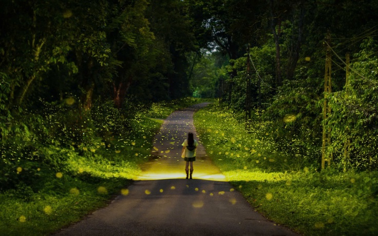 Mùa bướm, đom đóm ở rừng Cúc Phương đến sớm: Tín hiệu gì từ rừng già?