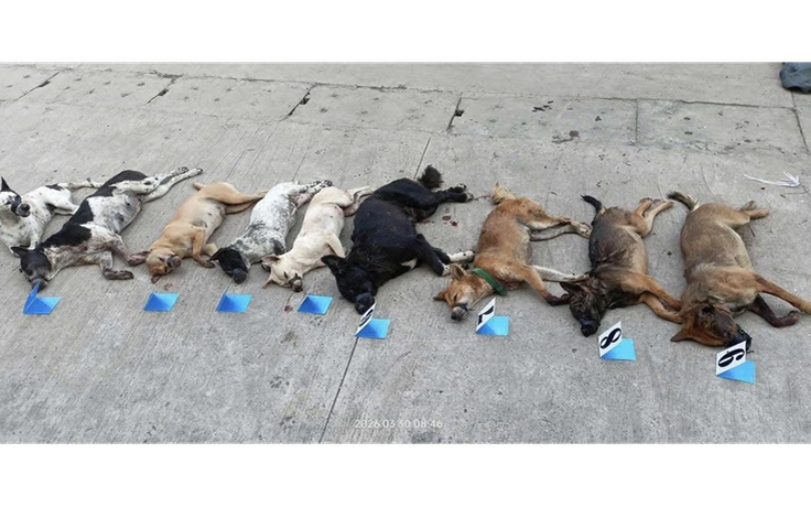 Bị truy đuổi, nghi phạm trộm chó vứt cả xe máy và tang vật để tẩu thoát