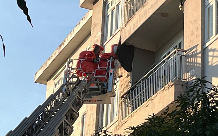 Kịp thời xử lý tổ ong 'khủng' trong khu dân cư ở TP.HCM