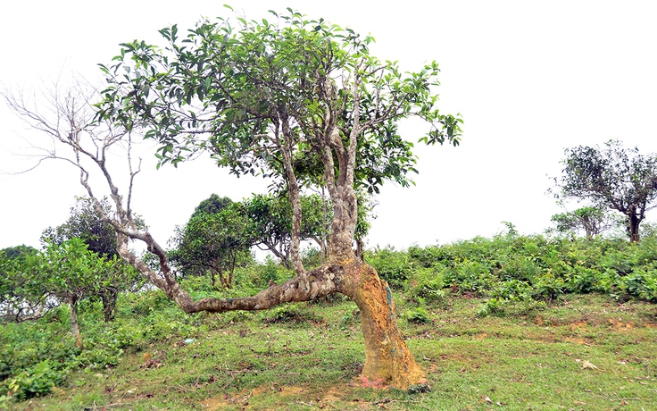 Tin tức đặc biệt trên báo in Thanh Niên 5.3.2026