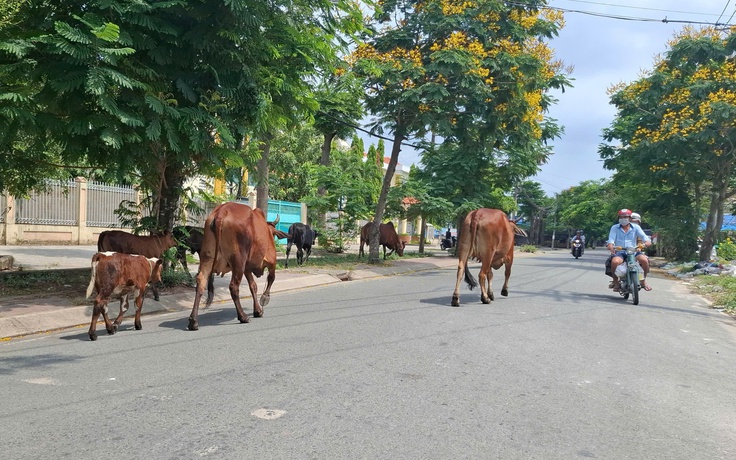 Bò thả rông trên đường