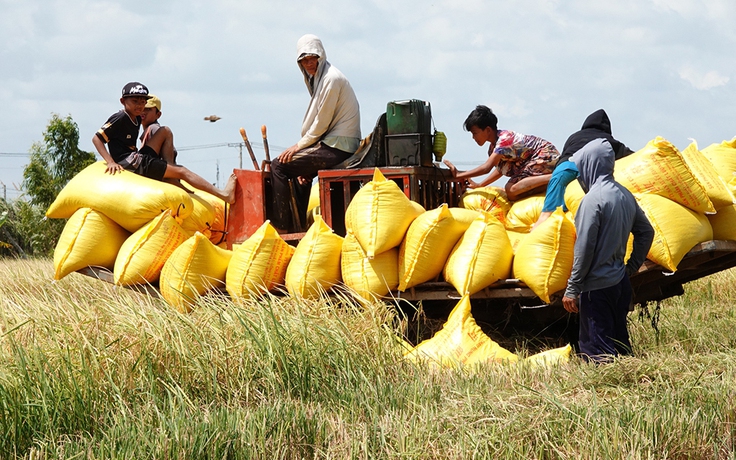 Thế khó của hạt gạo