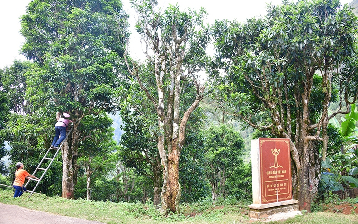 Nỗi niềm trà di sản: Bia di sản 'bức tử' cây trà quý