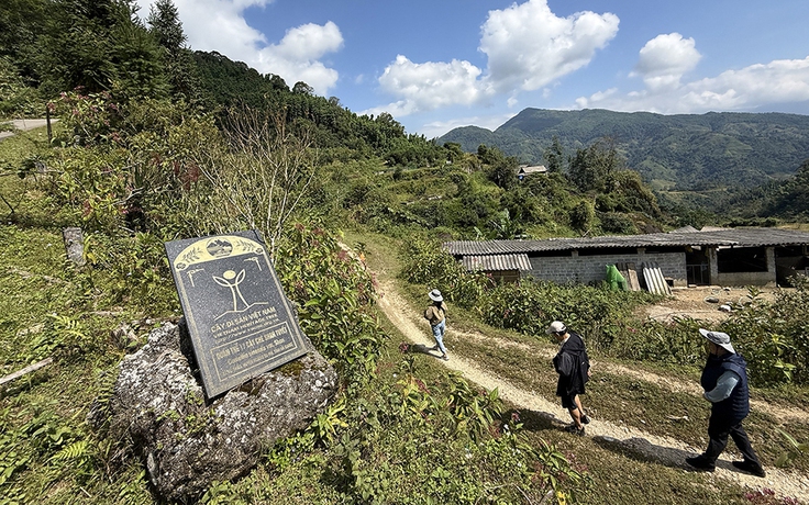 Chặt cành búp tím, bỏ quên Pà Cò