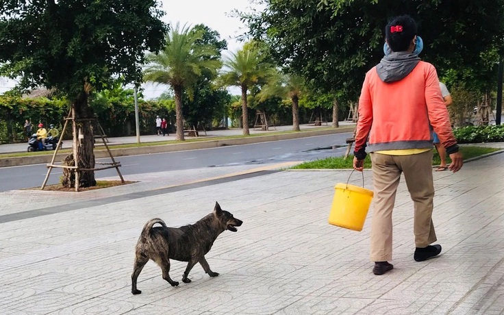 Theo dõi sức khỏe các trường hợp bị chó dại, nghi dại cắn